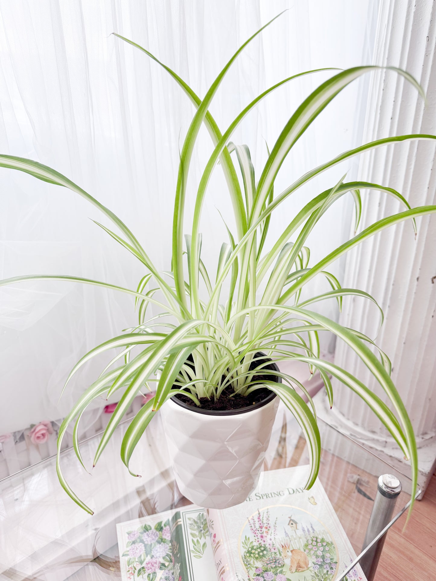 Spider Grass Plant