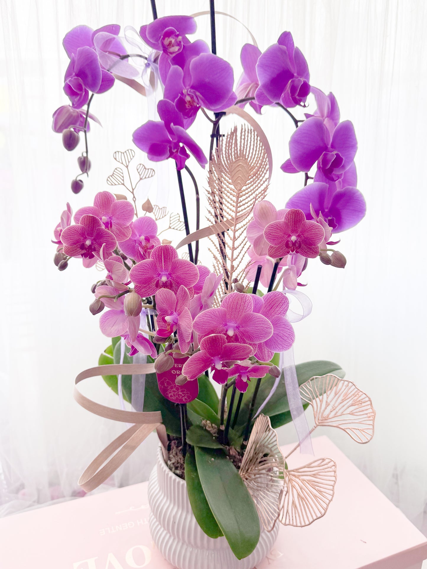 Radiant Blossom Orchid
