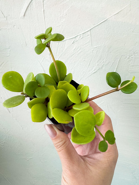 [Rare Succulent] Peperomia Hope