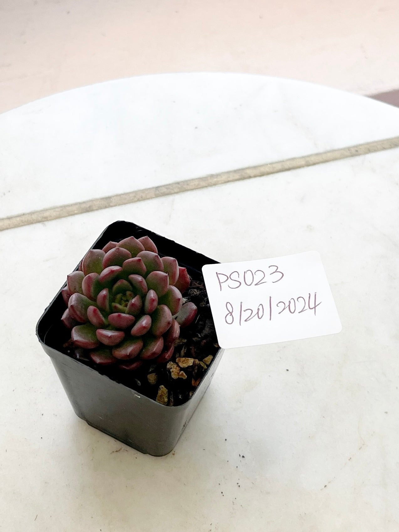 Succulent Plants